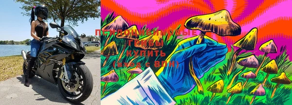 PSILOCYBIN Лихославль